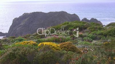 Bunte Blumenwiese vor Felsen im Meer - Küste der Algarve
