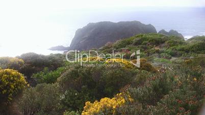 Bunte Blumenwiese vor Felsen im Meer - Küste der Algarve