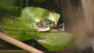 Ein Frosch sitzt auf einem Blatt