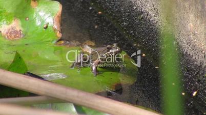 Ein Frosch sitzt in Sprungstellung auf einem Blatt