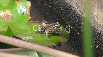 Ein Frosch springt von einem Blatt