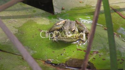 Ein Frosch sitzt auf einem Blatt - Frontaufnahme