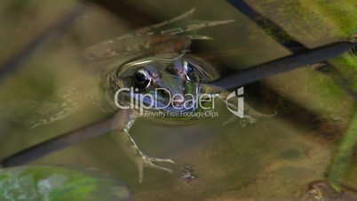 Ein Frosch liegt im Wasser