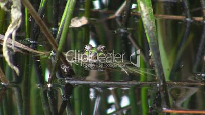 Froschkopf schaut aus dem Wasser