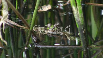 Nahaufnahme - Froschkopf schaut aus dem Wasser