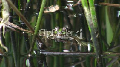 Froschkopf schaut aus dem Wasser