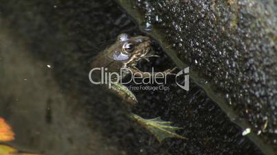 Frosch ruht sich an einem Ast im Wasser aus