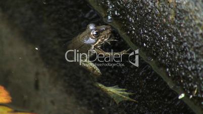 Frosch hängt an einem Ast im Wasser