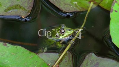 Frosch hängt an einem kleinen Ast im Wasser