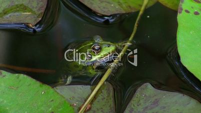 Frosch hängt an einem kleinen Ast im Wasser