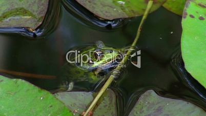 Frosch hängt an kleinen Ast im Wasser; schwimmt dann weg