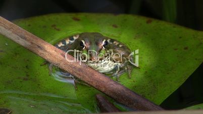 Ein Frosch sitzt auf einem Blatt - Frontaufnahme