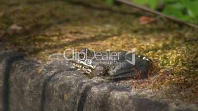 Ein Frosch sitzt regungslos auf einem Stein