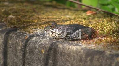 Ein Frosch sitzt regungslos auf einem Stein
