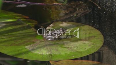 Ein Frosch sitzt auf einem Blatt