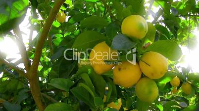 Gelbe Zitronen an einem Baum