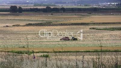 Wheat straw harvesting