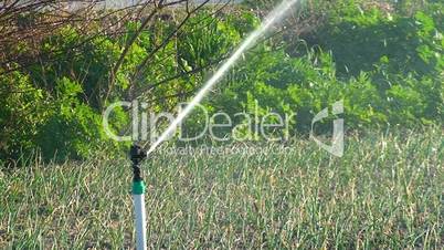 Sprinkler for watering cultivated field
