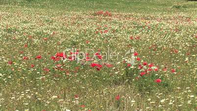 Rot - weiß - gelbe Blumenwiese