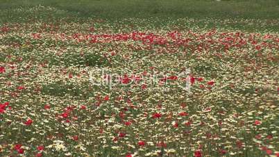 Rot - weiß - gelbe Blumenwiese