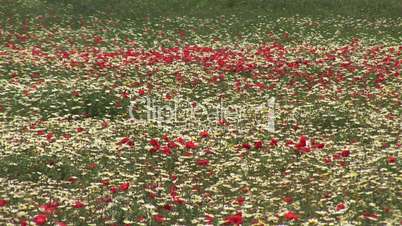 Rot - weiß - gelbe Blumenwiese