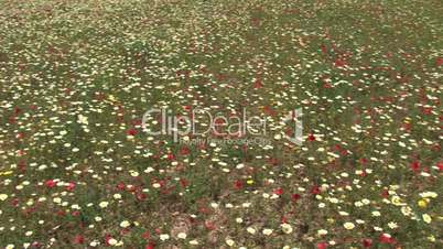 Schwenk über rot - weiß - gelbe Blumenwiese