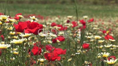 Mohn und Margariten in einer Blumenwiese