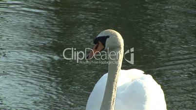 Ein Schwan im Wasser