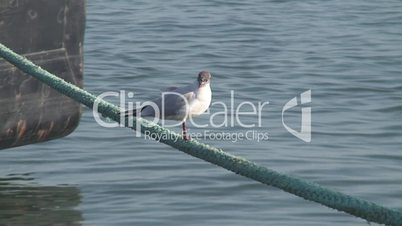 Gull on the rope of boat