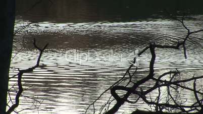 Baum am See