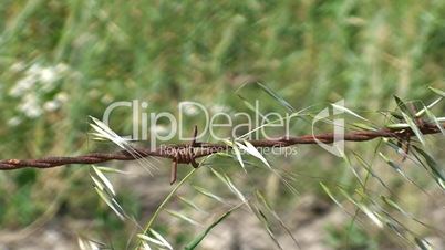 Barbed wire fence in a field