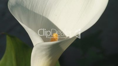 White calla lily close up