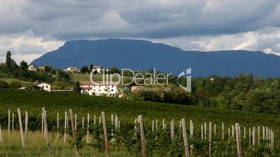 Italian vineyard. Time lapse.