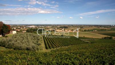 Italian vineyard. Time lapse.