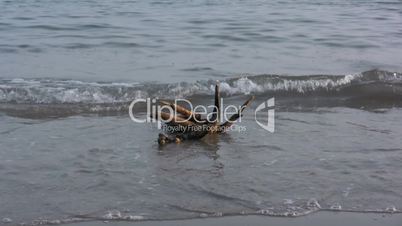 Branch on the beach