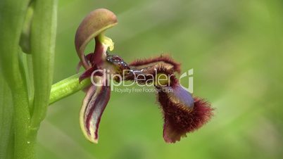 Spiegel-Ragwurz, Orchidee