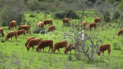 Kühe weiden in Feigenplantage
