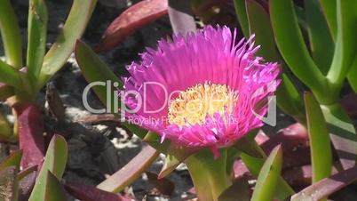 Pink cactus flowers