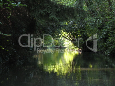 Trees over water