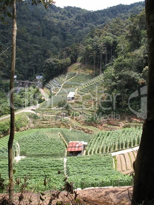 Malaysia Tea Plantation