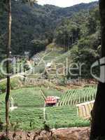 Malaysia Tea Plantation