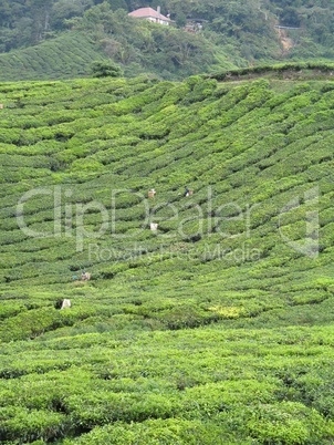 Malay tea plantation