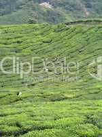 Malay tea plantation