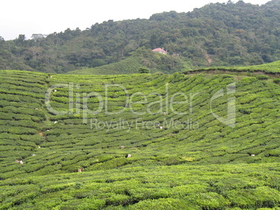 Tea plantation, Malaysia