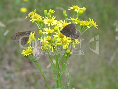 Butterflies on yellow flower