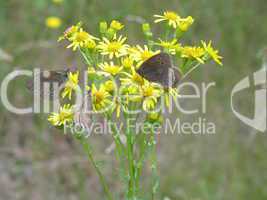 Butterflies on yellow flower