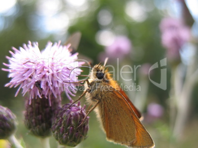 Brown Moth on purple flower