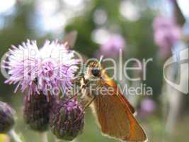 Brown Moth on purple flower