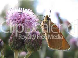 Butterfly on purple flower