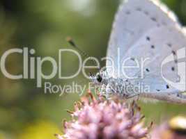 White butterfly on purple flower